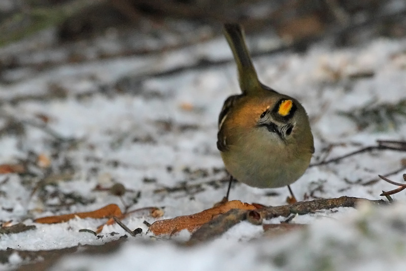 Hippi�inen Goldcrest Regulus regulus