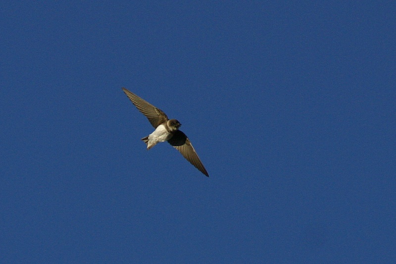 T�rm�p��sky (Riparia riparia)