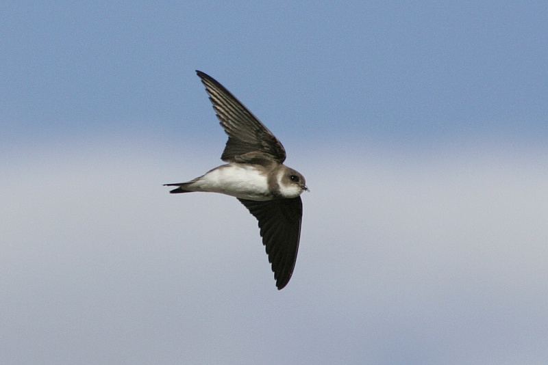 T�rm�p��sky (Riparia riparia)