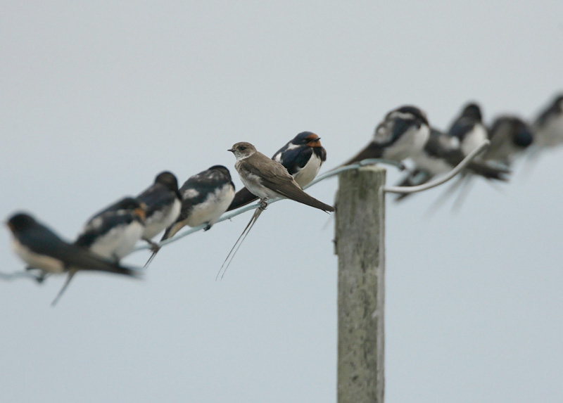 T�rm�p��sky (Riparia riparia)