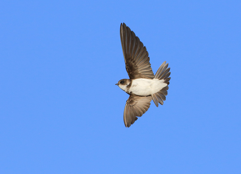 T�rm�p��sky (Riparia riparia)