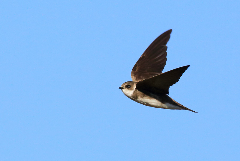 T�rm�p��sky (Riparia riparia)