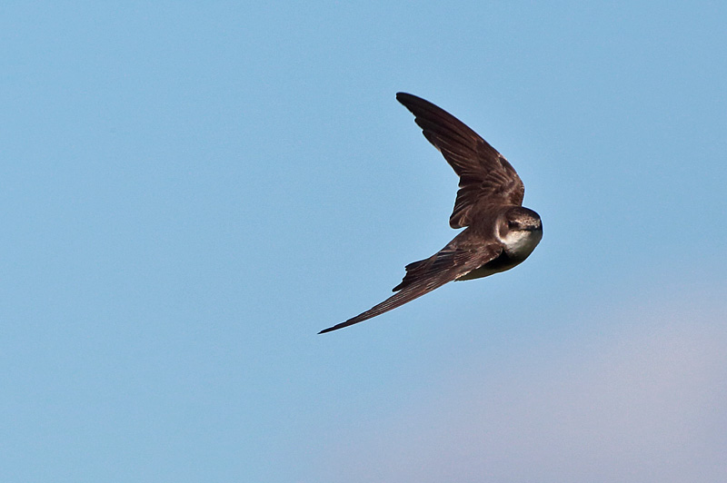 T�rm�p��sky (Riparia riparia)