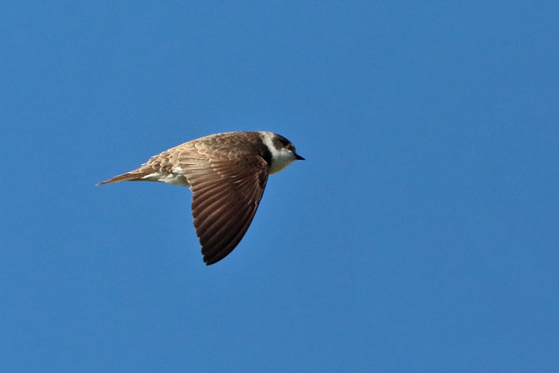 T�rm�p��sky (Riparia riparia)