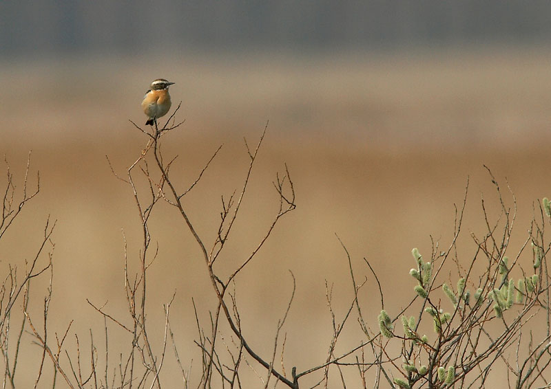 Pensastasku Saxicola rubetra
