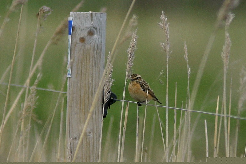 Pensastasku Saxicola rubetra