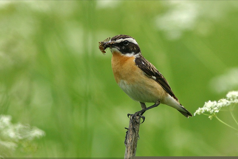 Pensastasku Saxicola rubetra