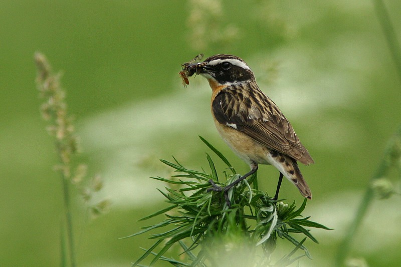 Pensastasku Saxicola rubetra