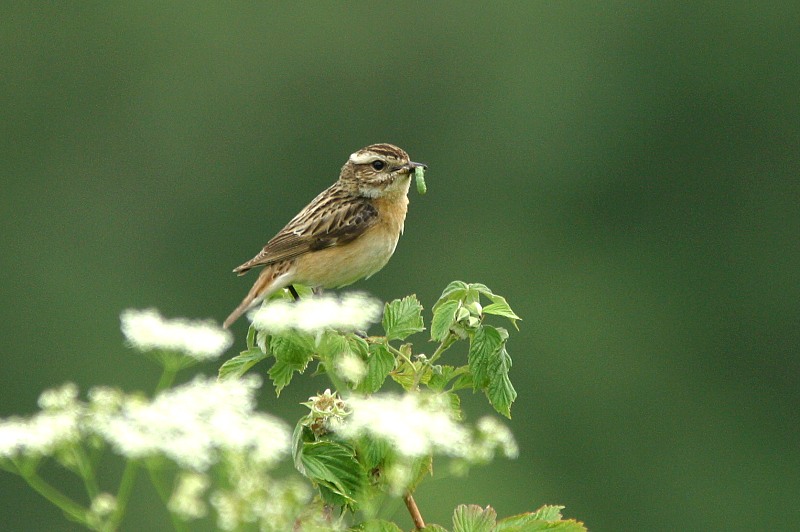 Pensastasku Saxicola rubetra