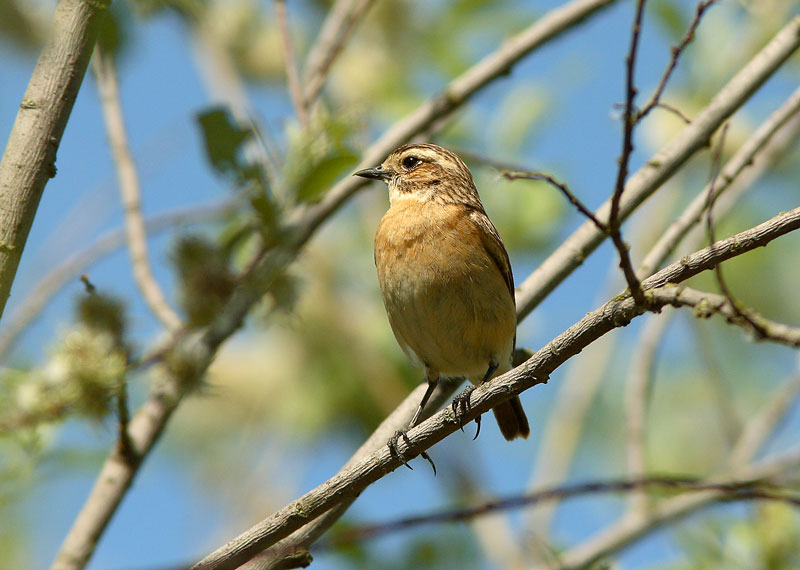 Pensastasku Saxicola rubetra