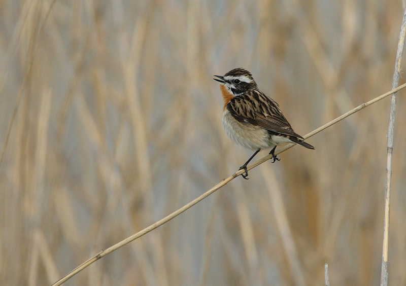Pensastasku Whinchat (Saxicola rubetra)