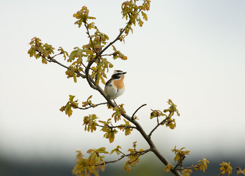 Pensastasku Whinchat (Saxicola rubetra)