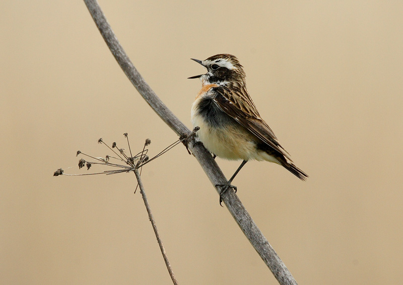 Pensastasku Whinchat (Saxicola rubetra)