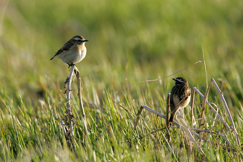 Pensastasku Whinchat (Saxicola rubetra)