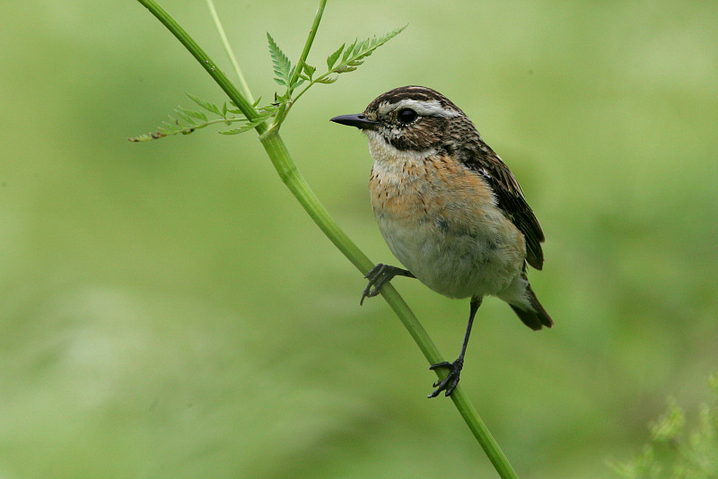 Pensastasku Whinchat (Saxicola rubetra)
