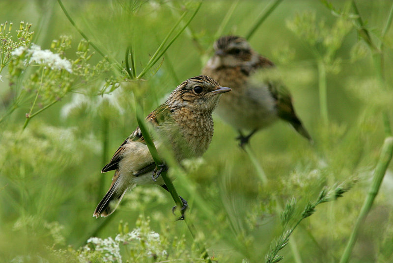 Pensastasku Whinchat (Saxicola rubetra)