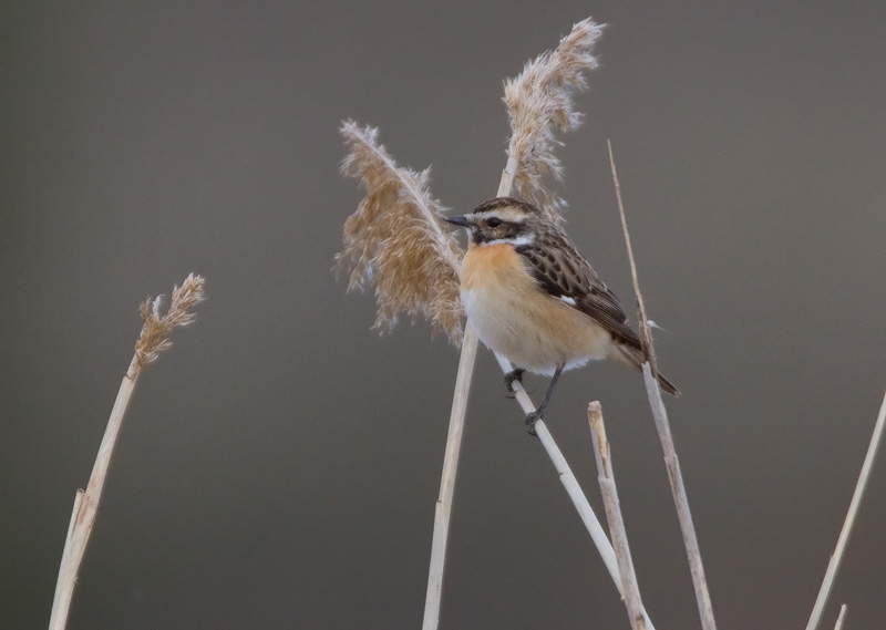 Pensastasku Whinchat (Saxicola rubetra)