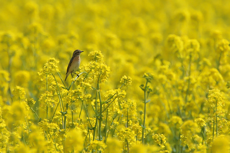 Pensastasku Whinchat (Saxicola rubetra)