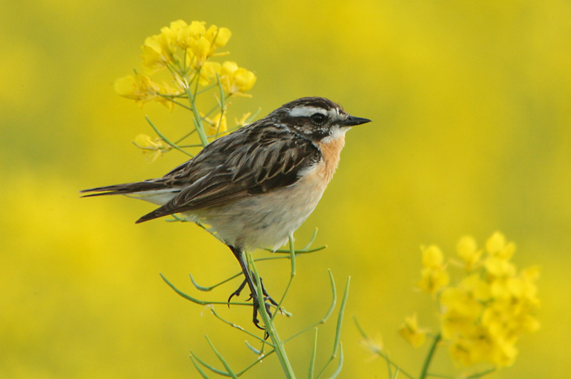 Pensastasku Whinchat (Saxicola rubetra)