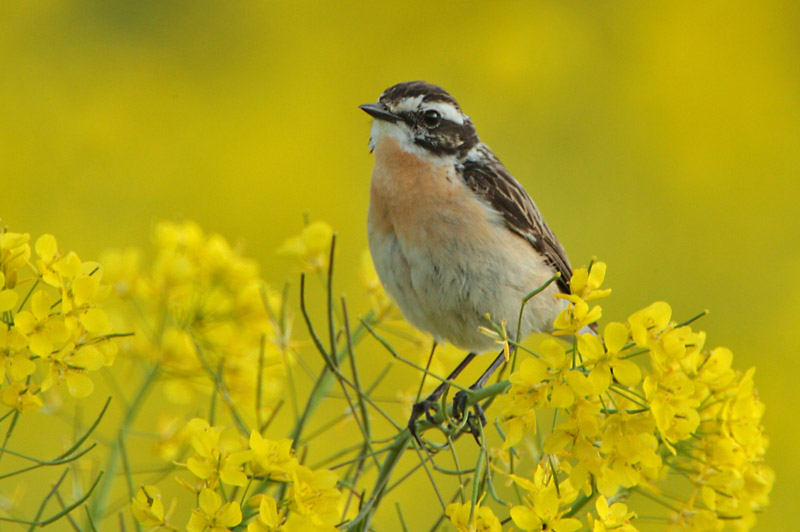 Pensastasku Whinchat (Saxicola rubetra)