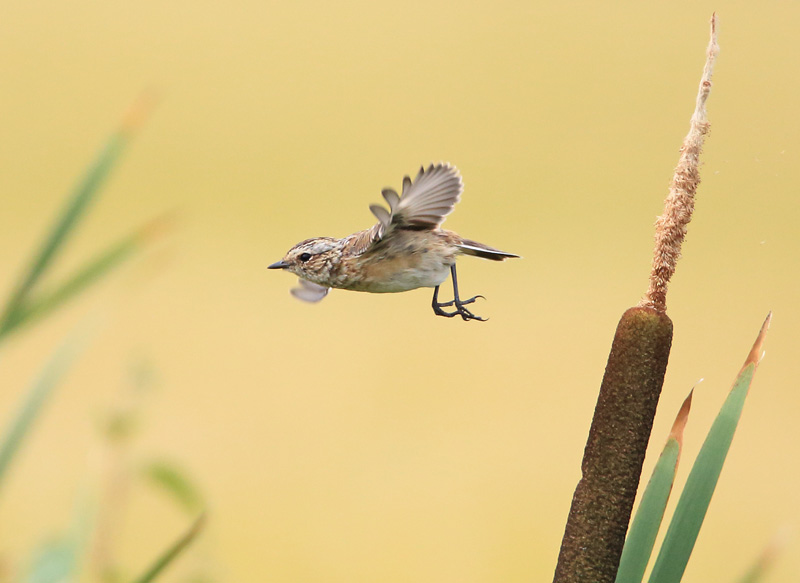 Pensastasku Whinchat (Saxicola rubetra)