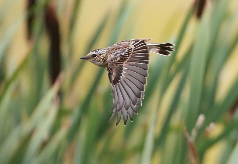 Pensastasku Whinchat (Saxicola rubetra)