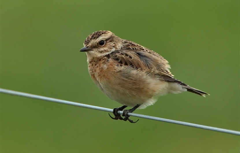 Pensastasku Whinchat (Saxicola rubetra)