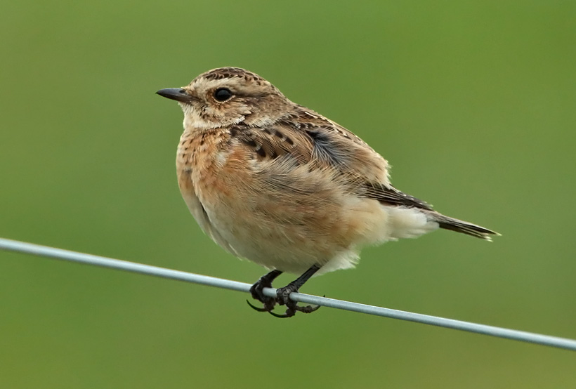 Pensastasku Whinchat (Saxicola rubetra)
