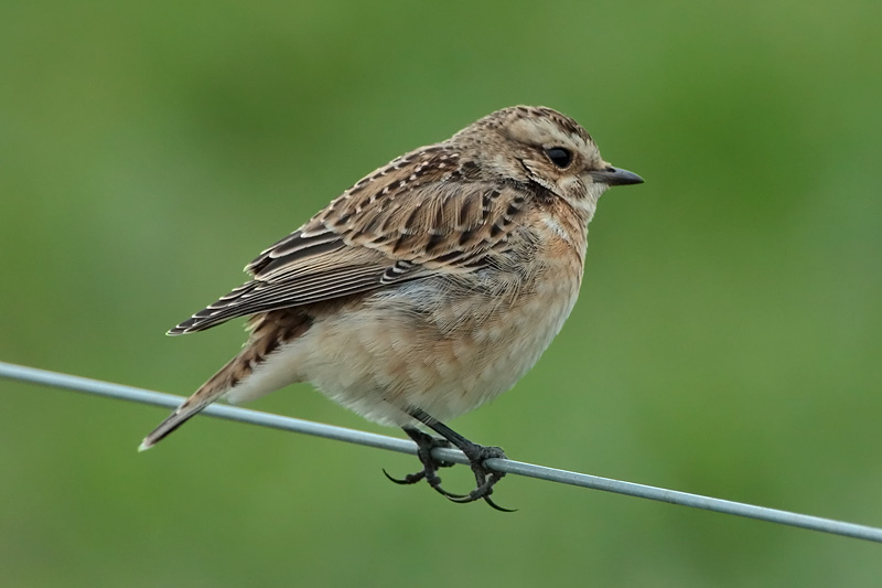 Pensastasku Whinchat (Saxicola rubetra)