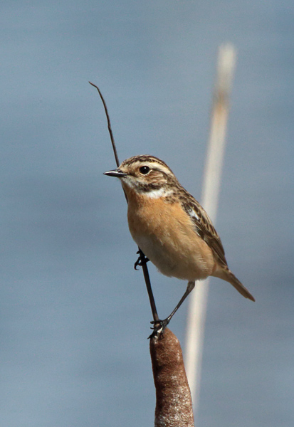 Pensastasku Whinchat (Saxicola rubetra)