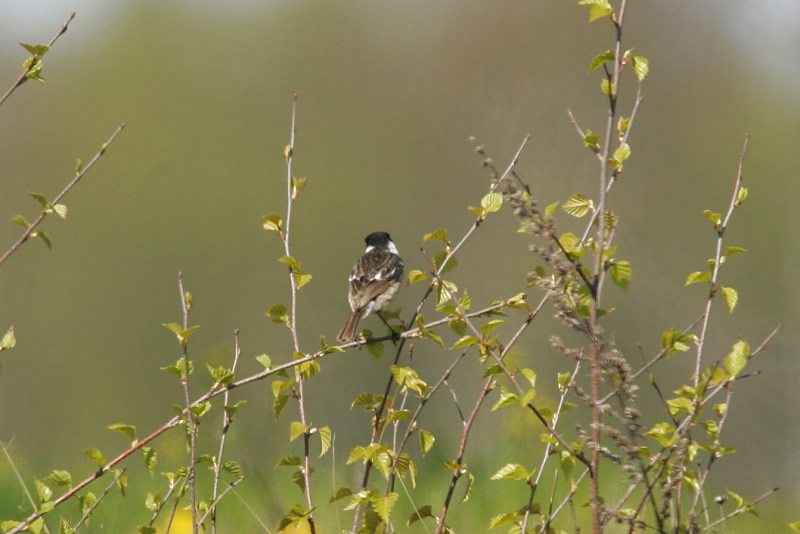 Mustap��tasku Stonechat (Saxicola torquata)