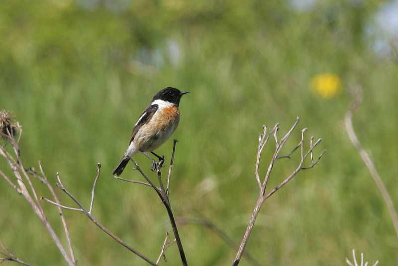 Mustap��tasku Stonechat (Saxicola torquata)