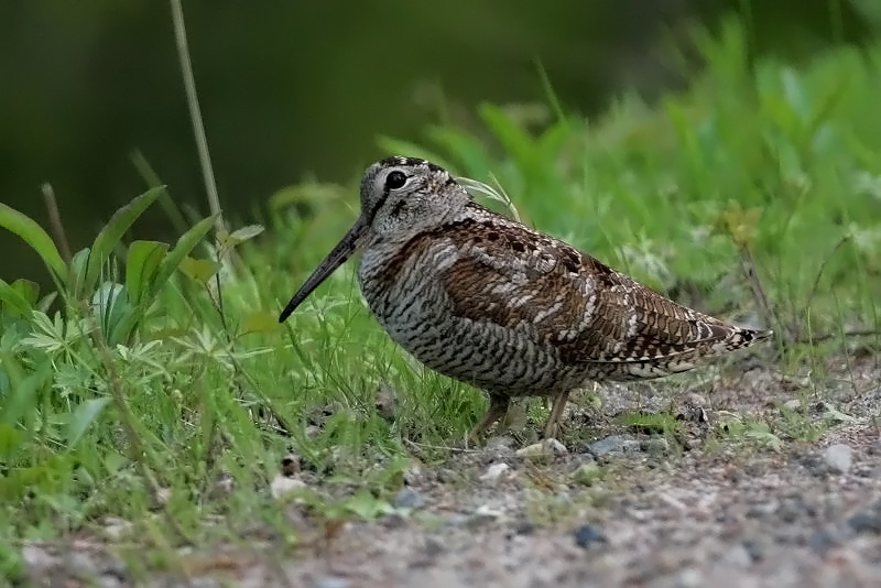 Lehtokurppa Woodcock,Scolopax rusticola