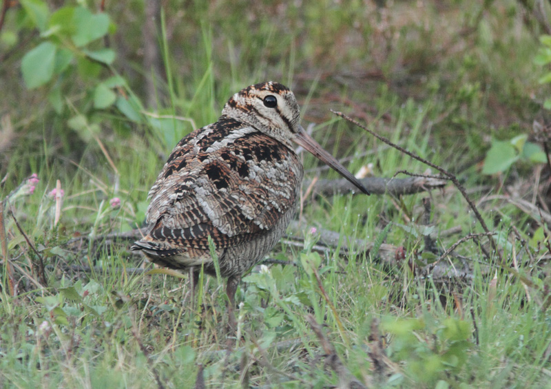 Lehtokurppa Woodcock,Scolopax rusticola