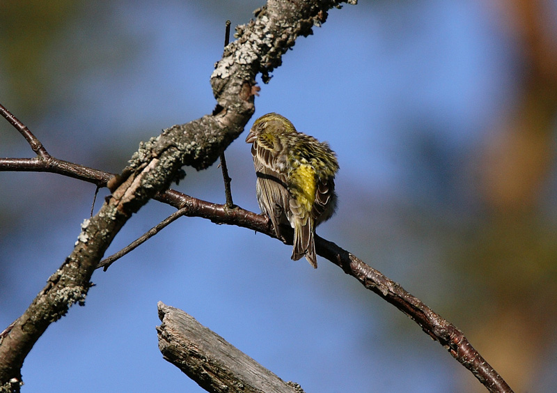 Keltahemppo Serin (Serinus serinus)
