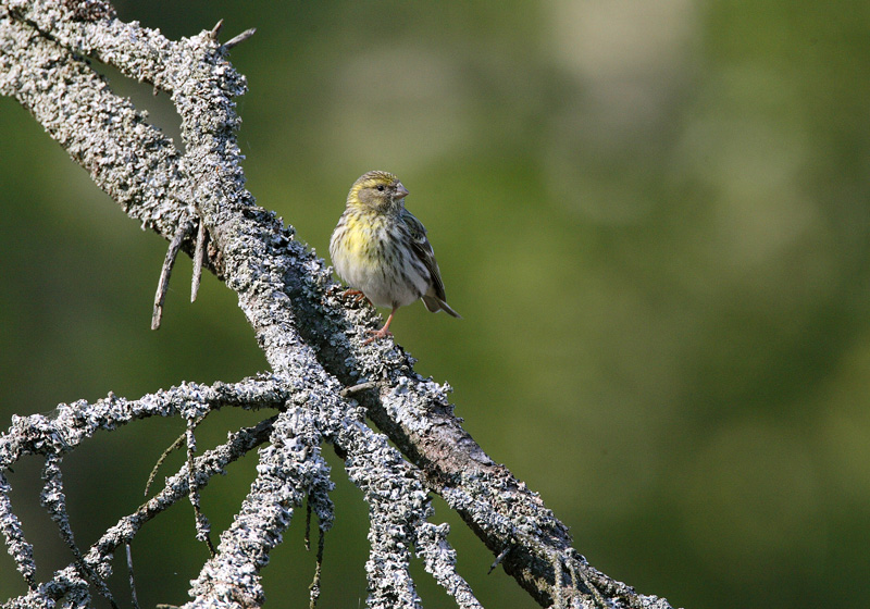 Keltahemppo Serin (Serinus serinus)