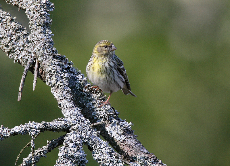 Keltahemppo Serin (Serinus serinus)