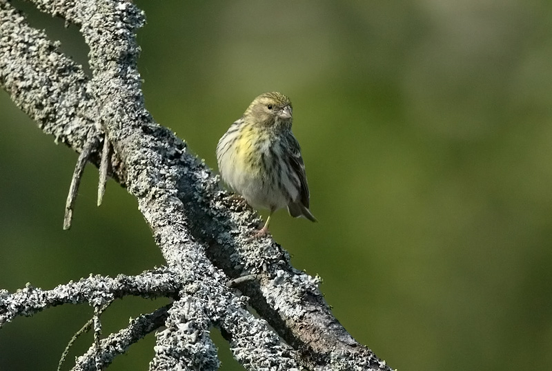 Keltahemppo Serin (Serinus serinus)