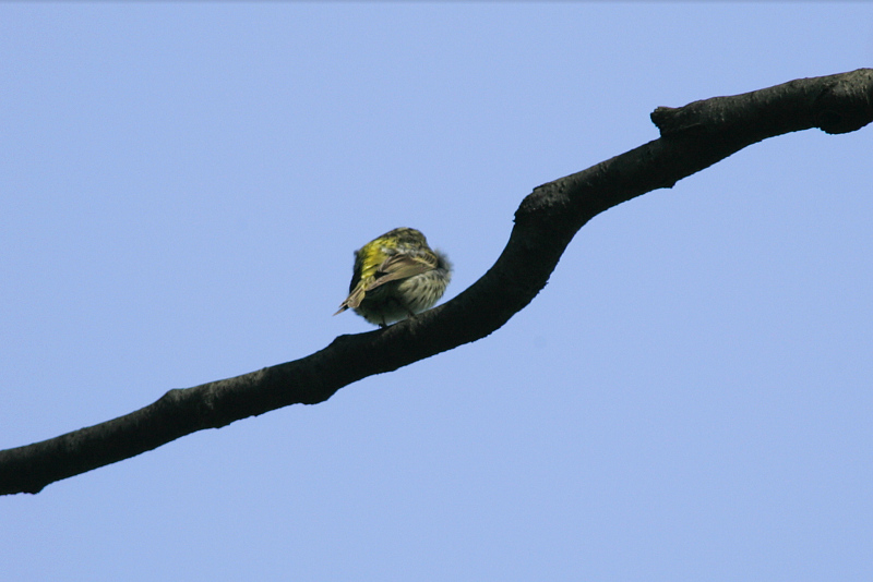 Keltahemppo Serin (Serinus serinus)
