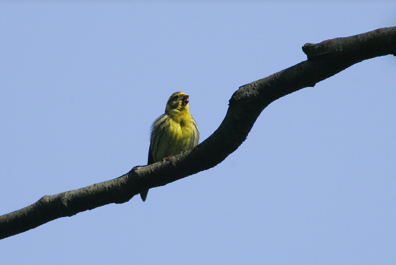 Keltahemppo Serin (Serinus serinus)