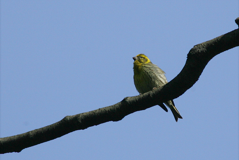 Keltahemppo Serin (Serinus serinus)