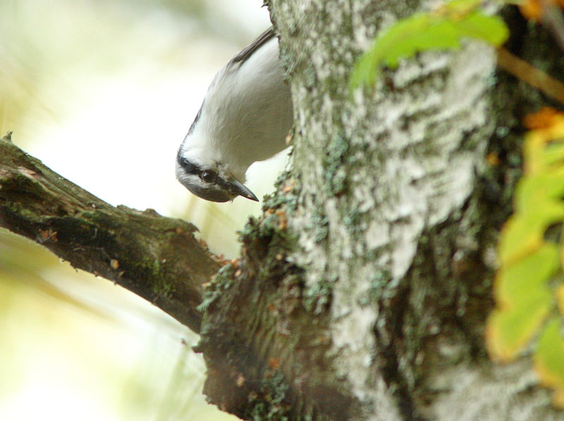 P�hkin�nakkeli Sitta europaeus