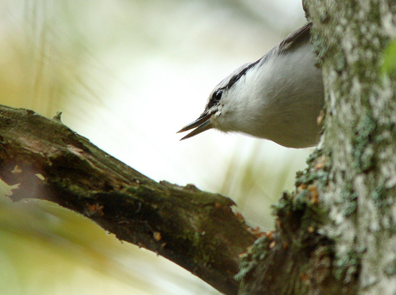 P�hkin�nakkeli Sitta europaeus