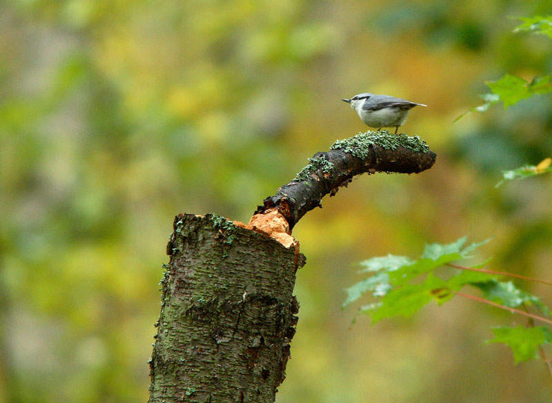 P�hkin�nakkeli Sitta europaeus