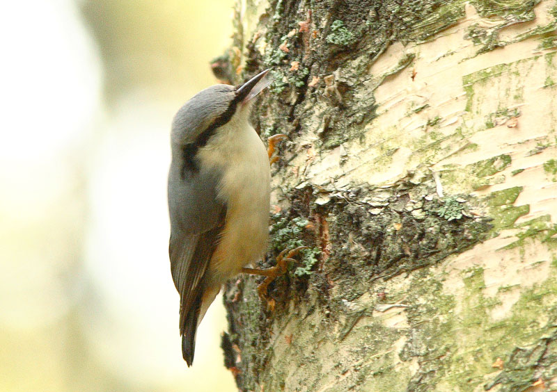 P�hkin�nakkeli Sitta europaeus