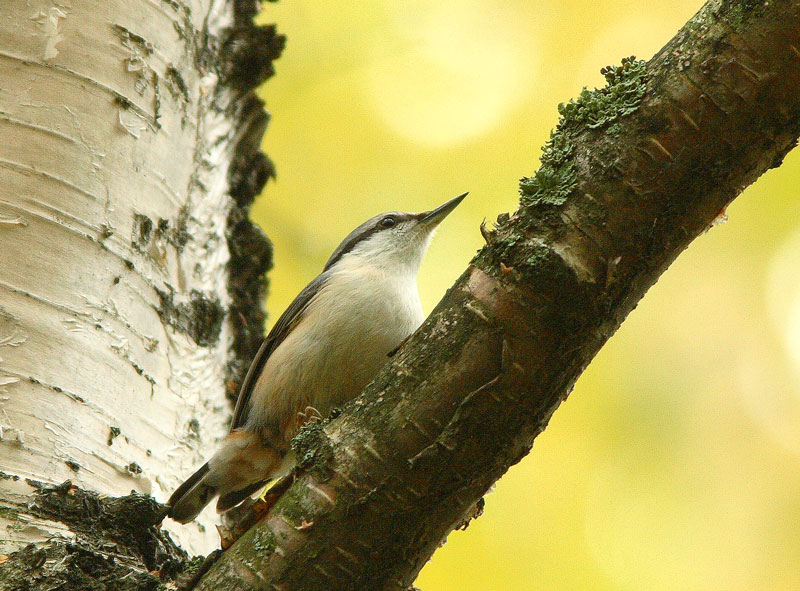 P�hkin�nakkeli Sitta europaeus