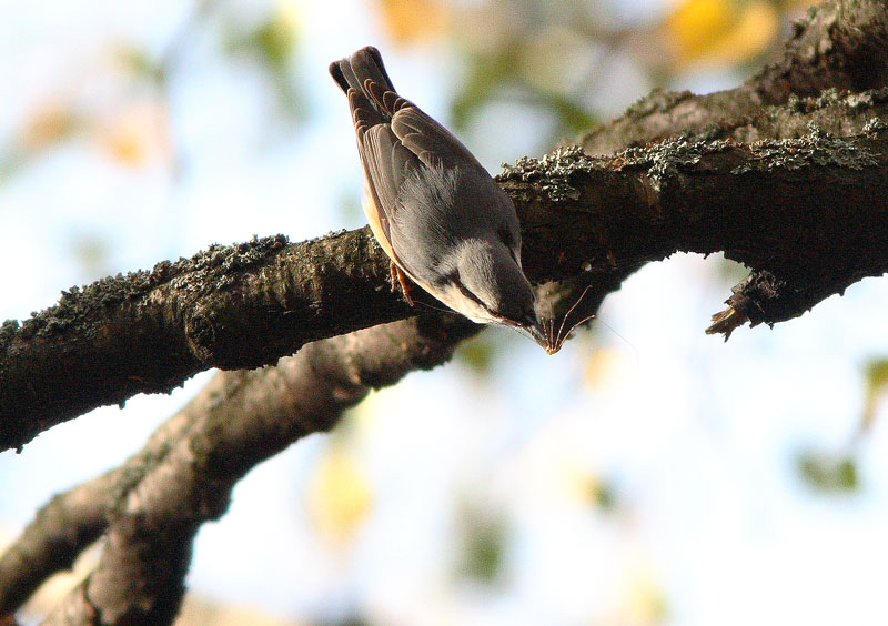 P�hkin�nakkeli Sitta europaeus