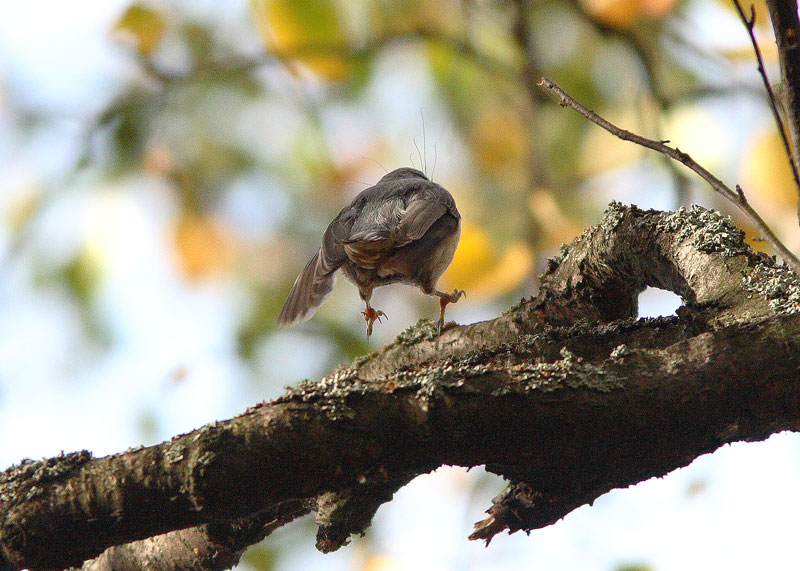 P�hkin�nakkeli Sitta europaeus