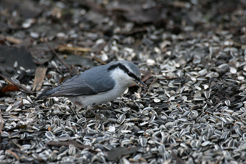 P�hkin�nakkeli Sitta europaeus