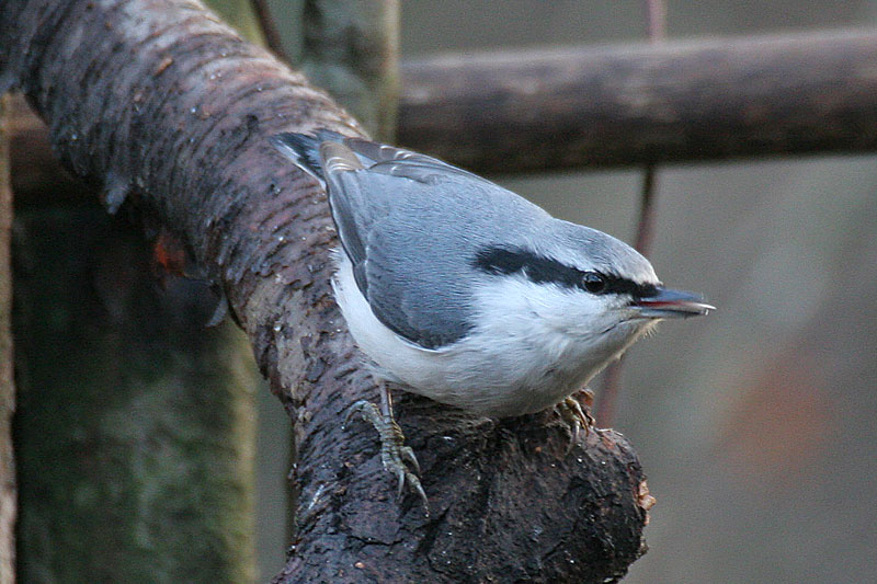 P�hkin�nakkeli Sitta europaeus